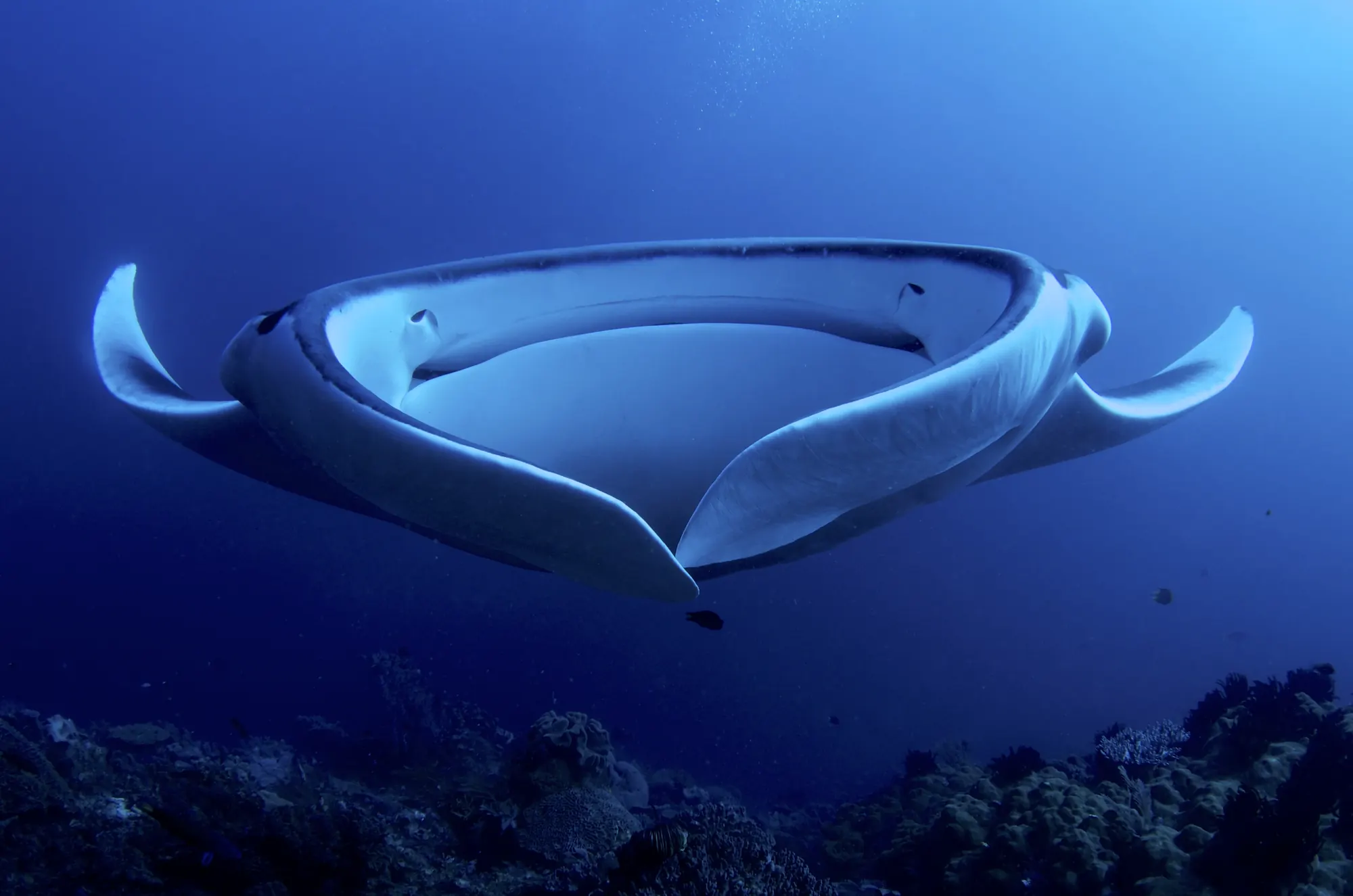 Manta ray in Raja Ampat